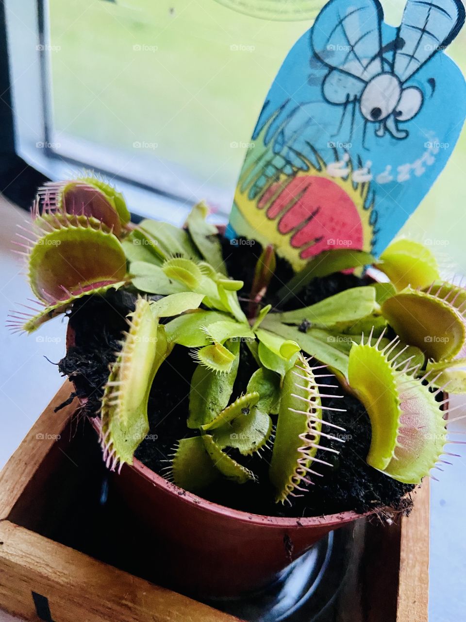 Venus Fly Trap 🪴
