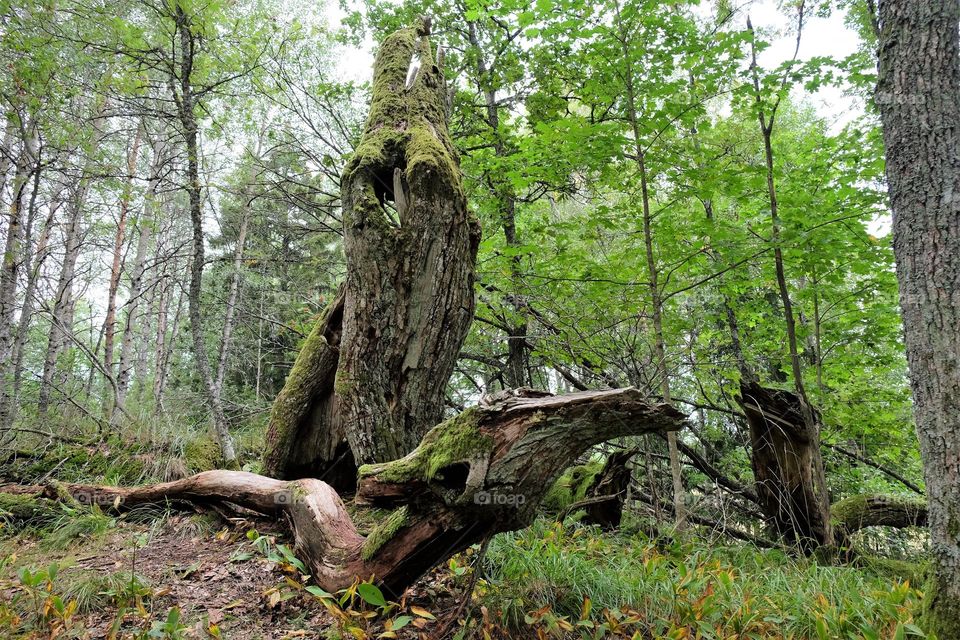 Fairytale landscape: old snag as mystical creature lizard dragon snake in the green summer forest 