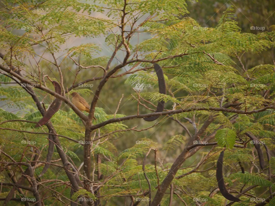 Birding at dawn 2