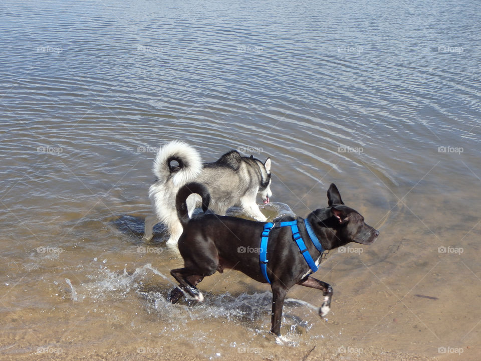 Dogs in water