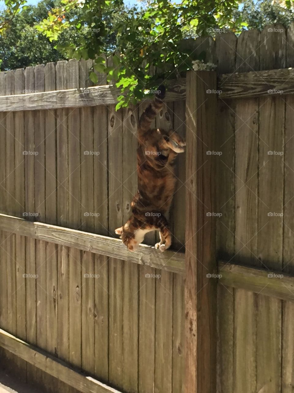 Fence, Mammal, Wood, No Person, Pet