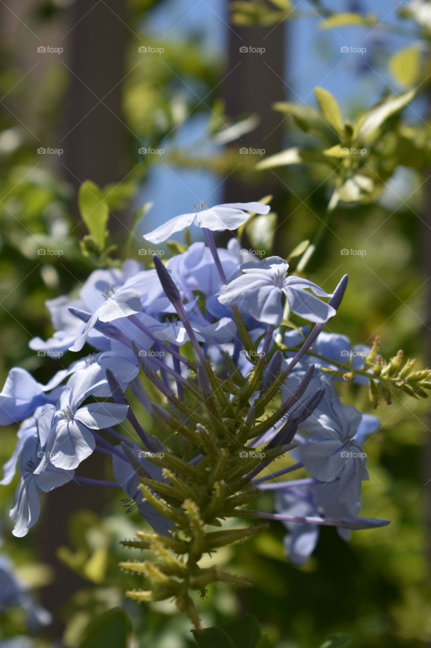 Beautiful flower garden