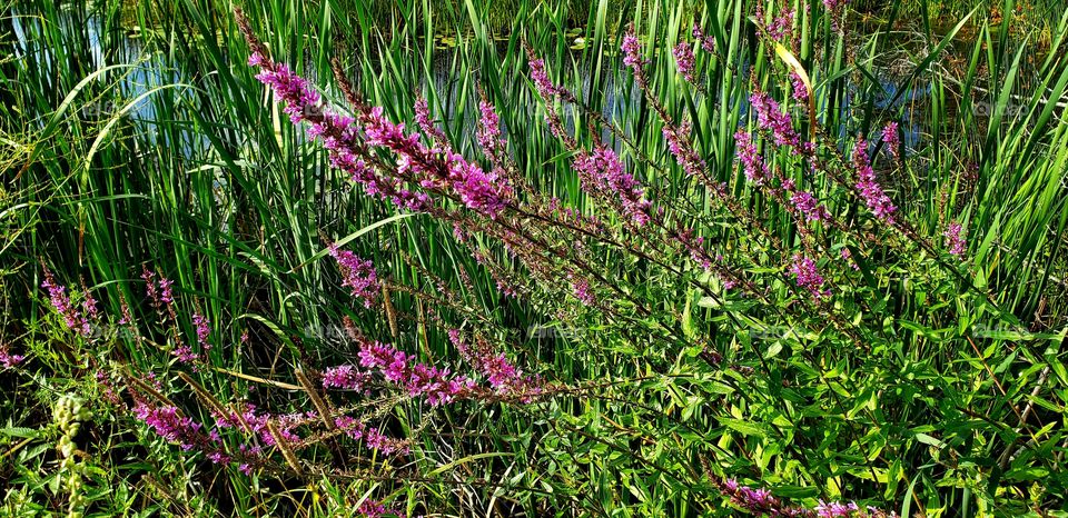 Purple flowers Kennebunkport Maine
