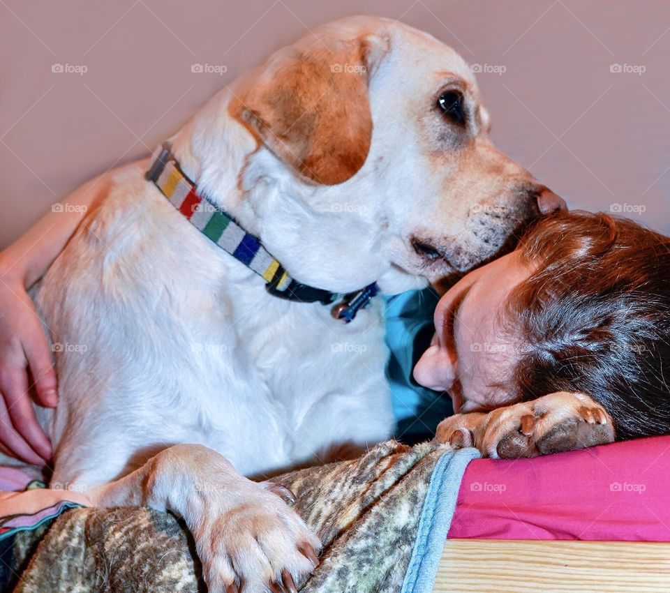 Girl and Labrador retriever snuggle on bed 
