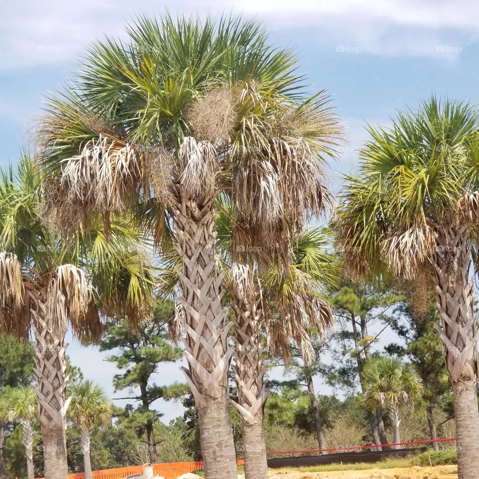palm Trees