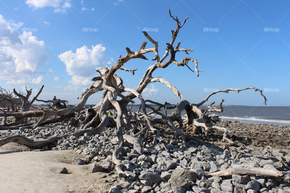 driftwood caught in the rocks