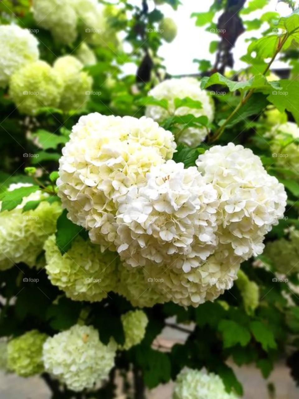 Peony flowers in spring