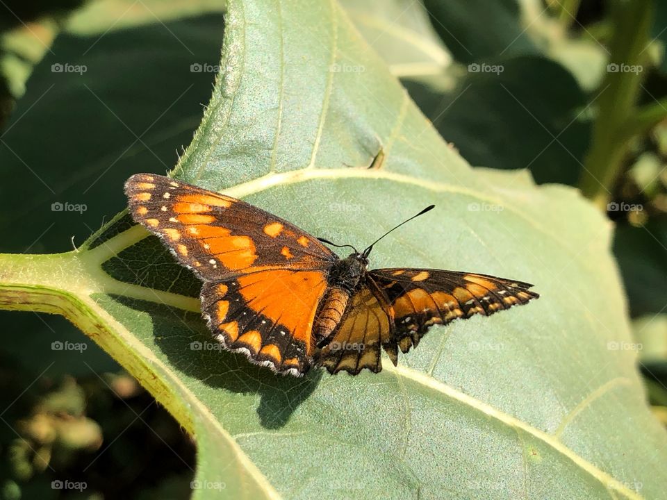 A beautiful and colorful butterfly landed on a sunflower leaf, as if asking to have its photo taken.