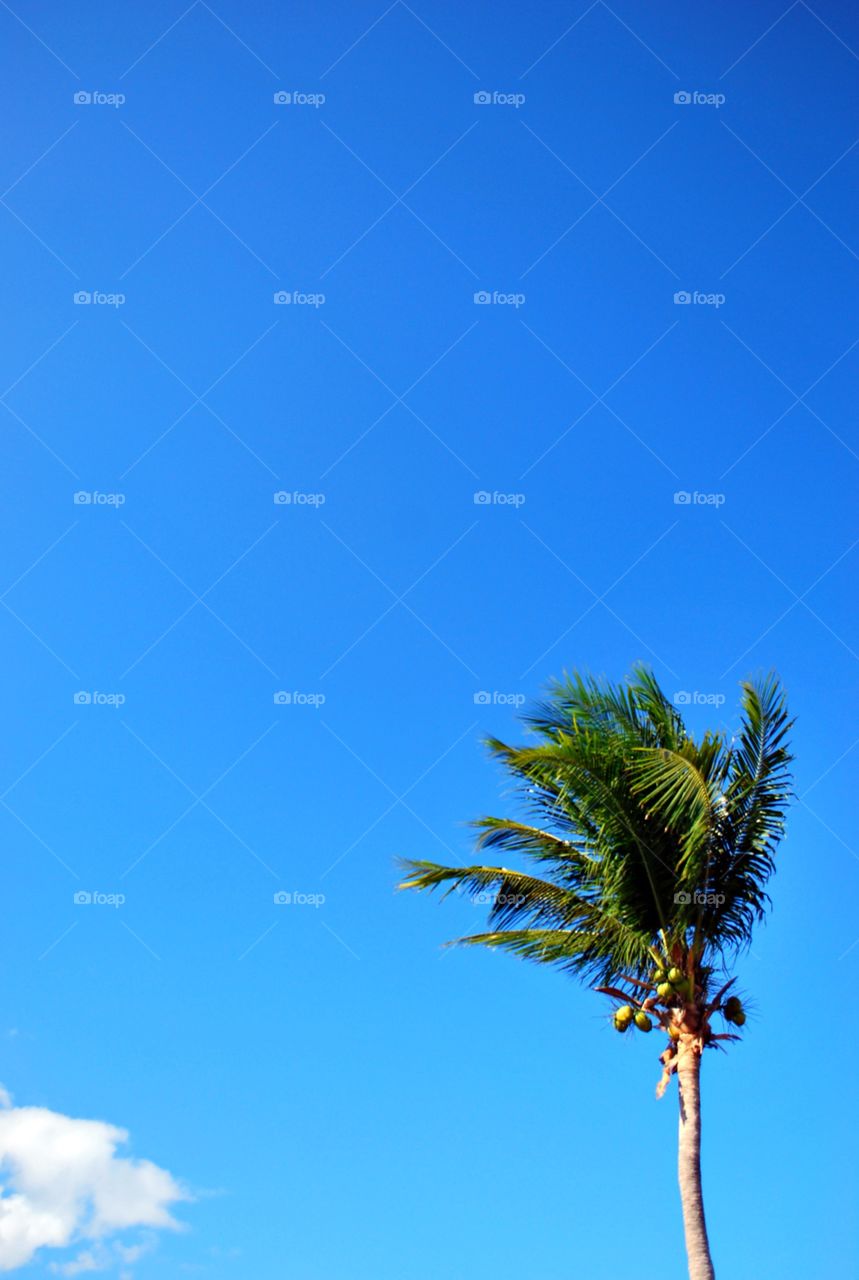 Blue Sky and Palm Tree, Bahamas Tropical Caribbean 