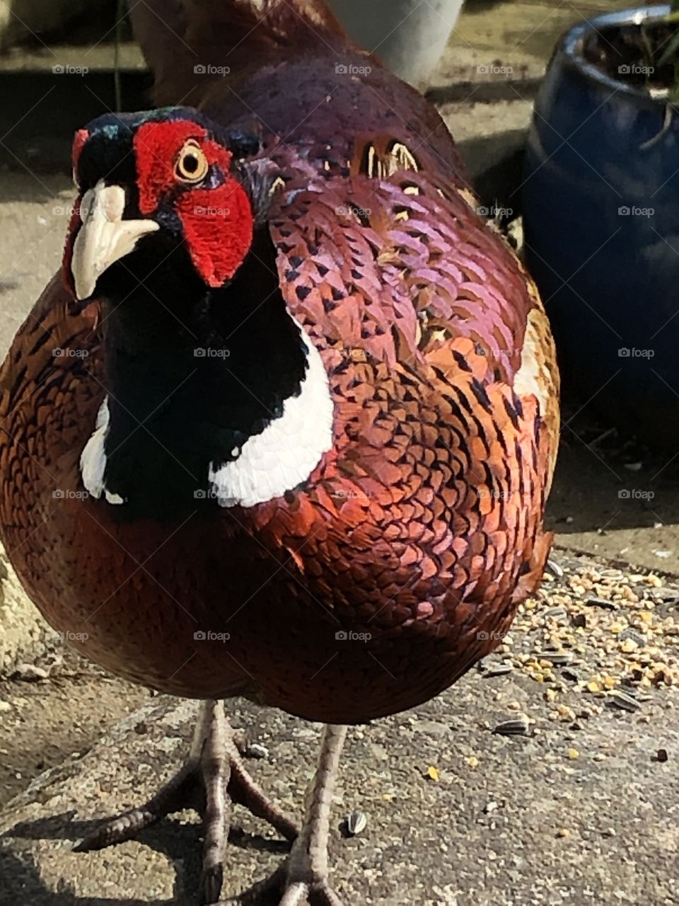 Pheasant