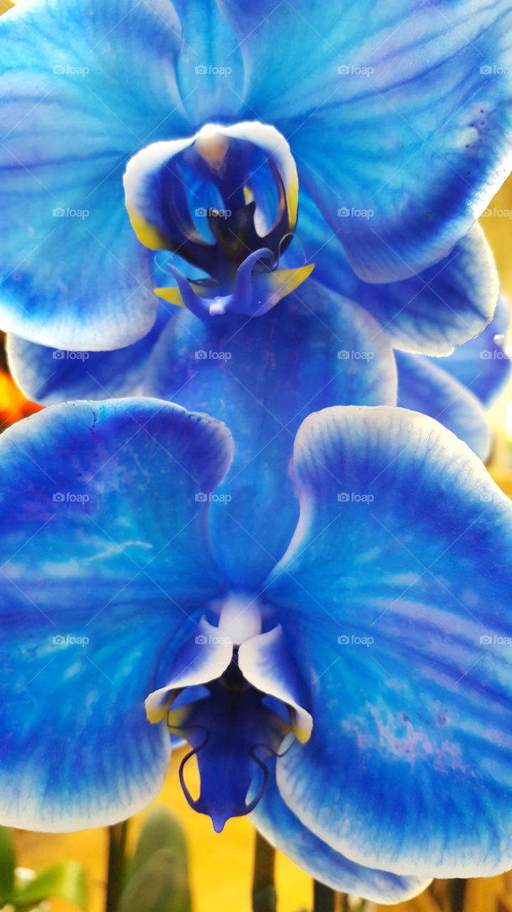 blue orchids 2