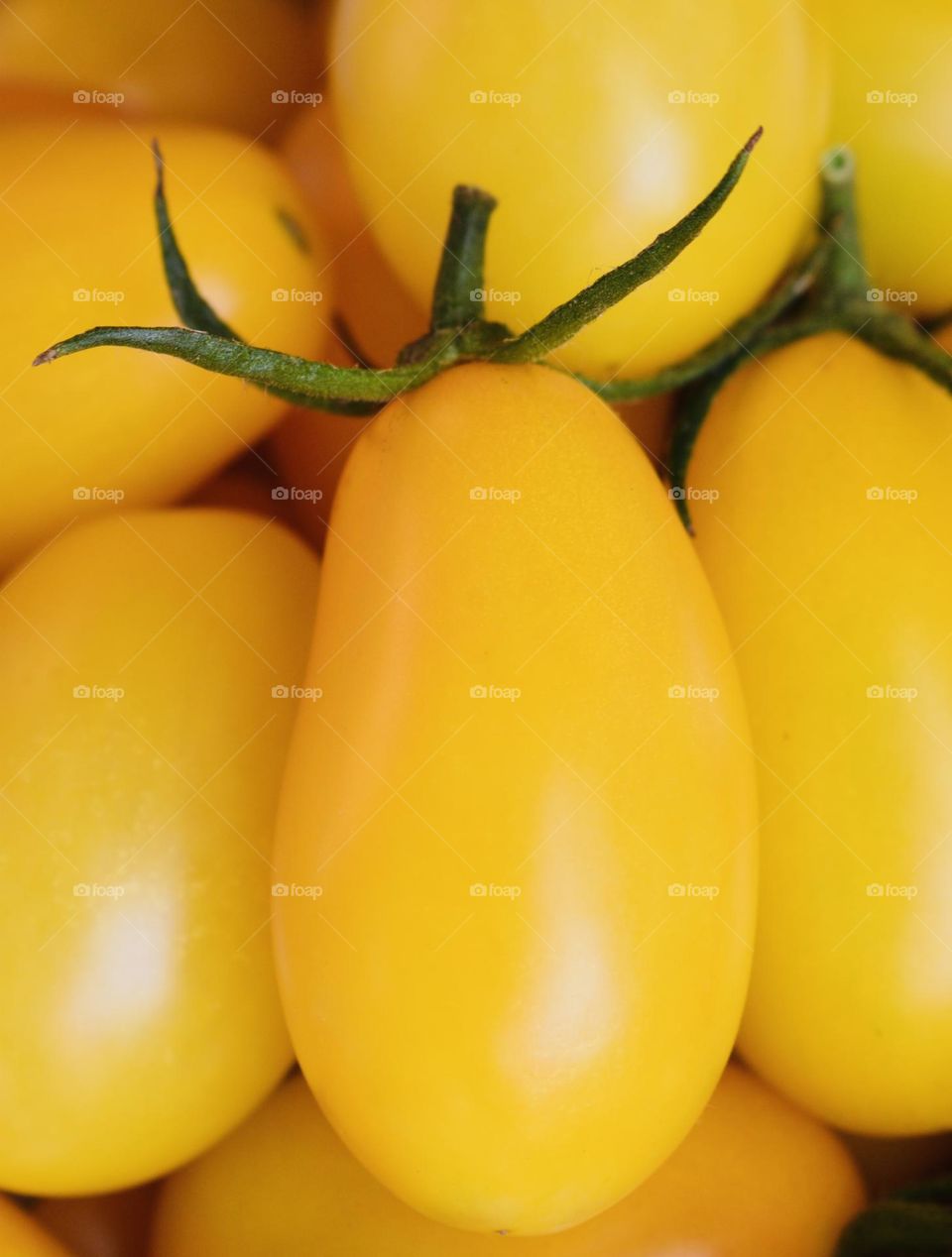 yellow tomatoes