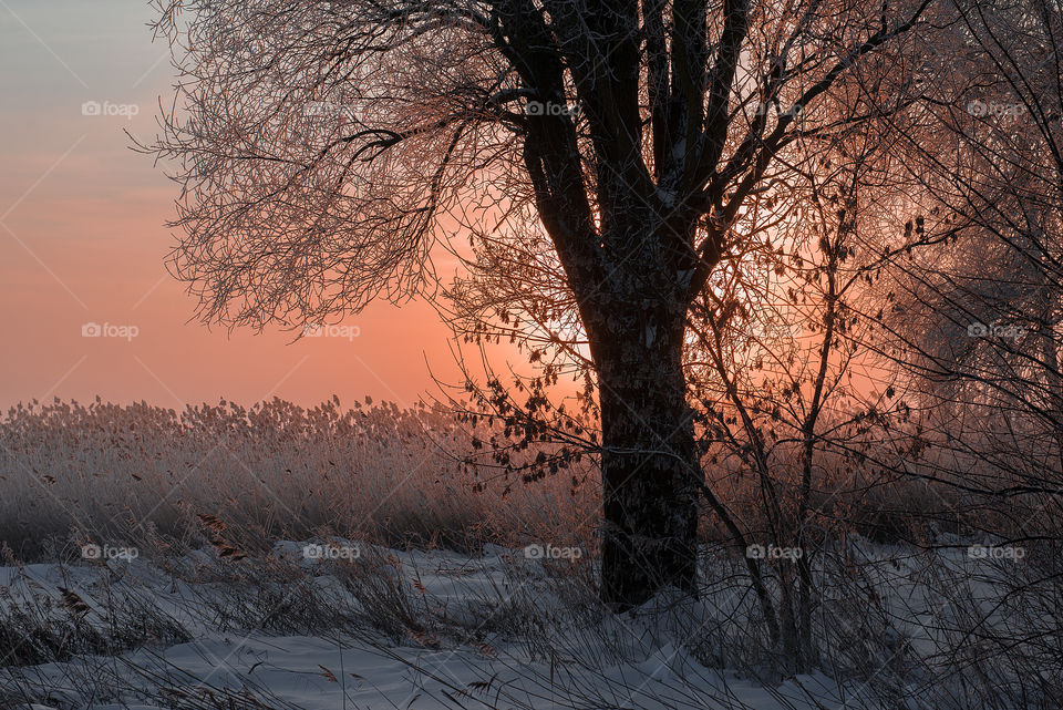 Winter morning pink sunlight landscape