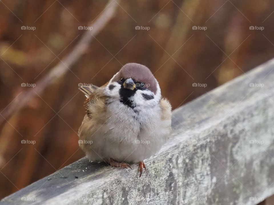 Sparrow on the bench