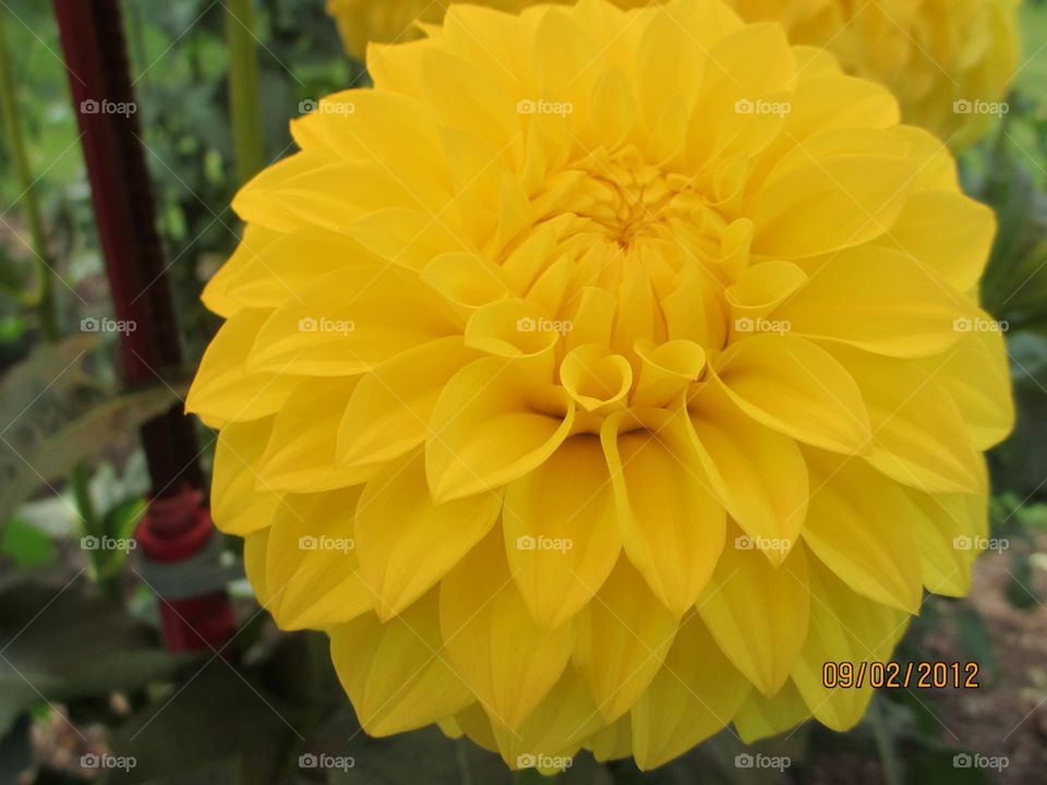 Only Yellow. Close up of yellow dahlia. 