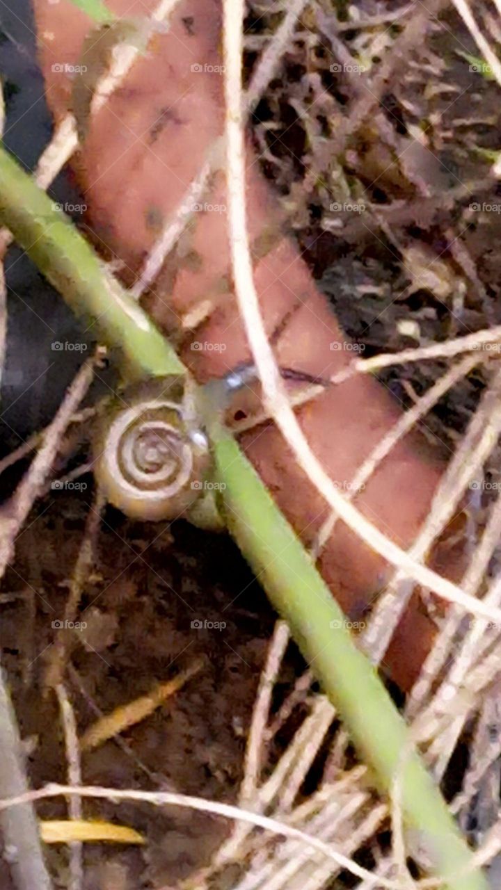 snail on a beautiful morning walk saying happy day all my friends throughout the day.