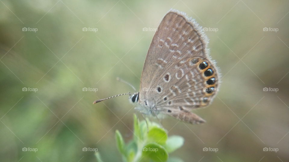 the most beautiful small butterfly insect on grass close up photo