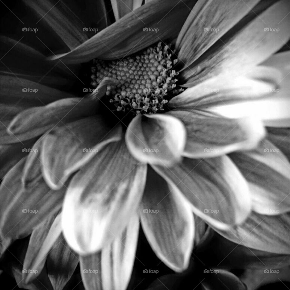 Monochrome, Flower, Nature, Black And White, Blooming