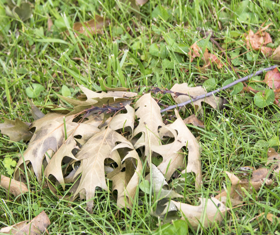 Leaves with cicada eggs on them that have fallen on the ground 