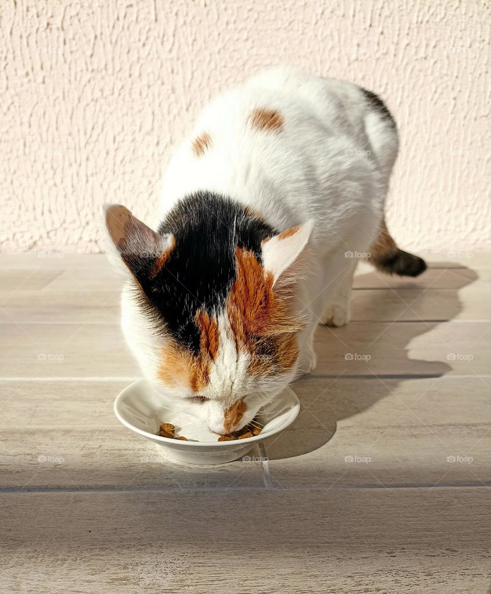 cat eating cat food