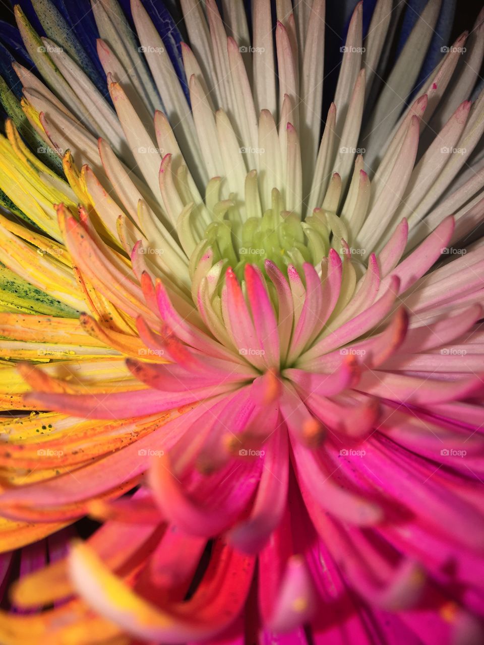 Multi color flower 