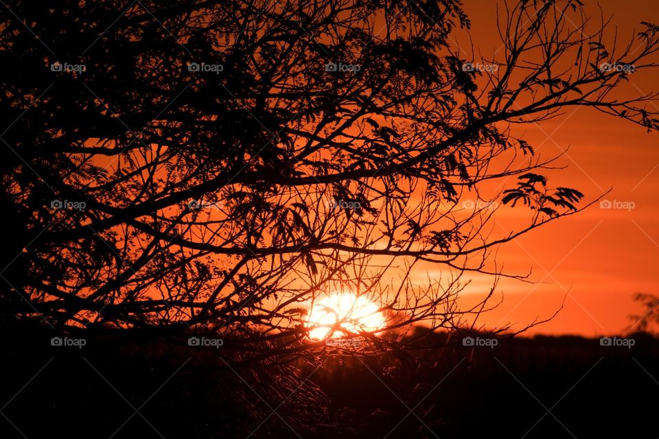 Sunset PANTANAL MS BRAZIL