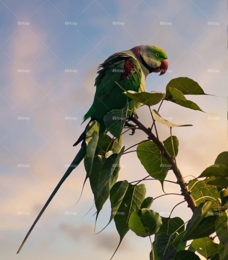 Parrot