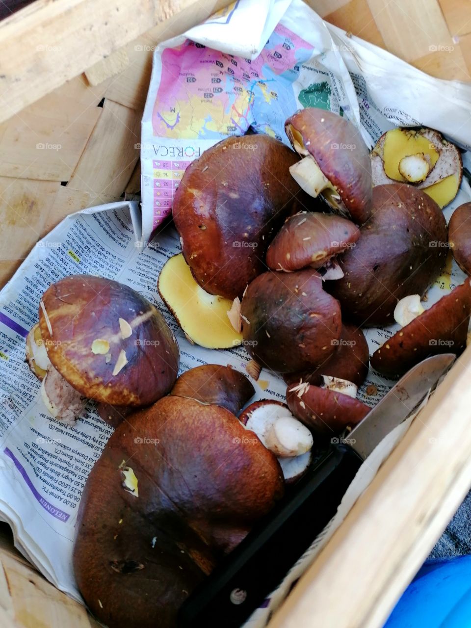 Delicious mushrooms ( suillus luteus ) from the Finnish Lapland forest. These are so good when fried or dried! Can be eaten as is or even put in the sauce.