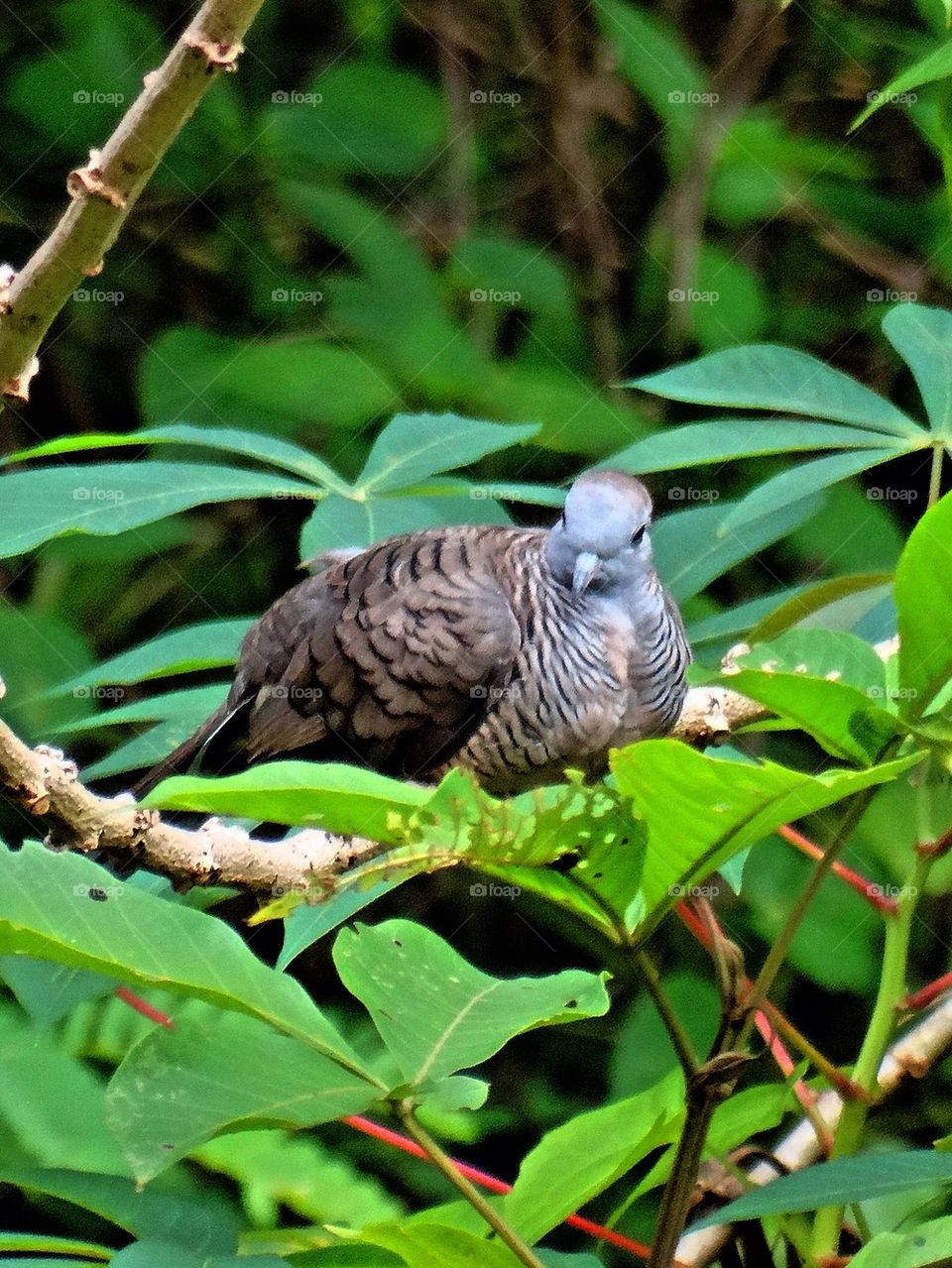 A zebra dove