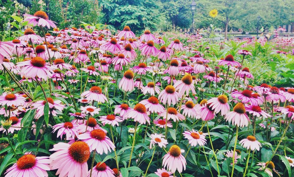 Flowers in Washington Square Park