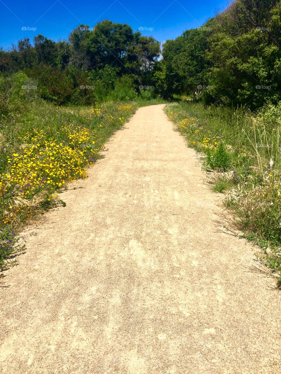 Path through nature 