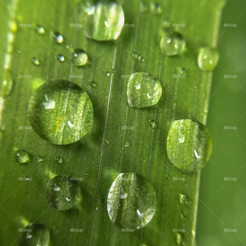 Dew, Rain, Drop, Droplet, Wet