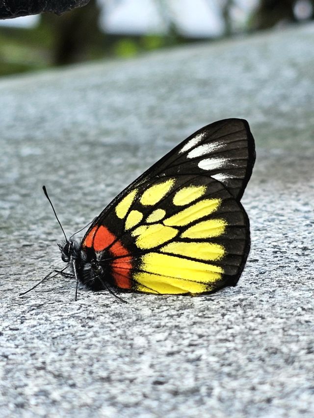 Butterfly