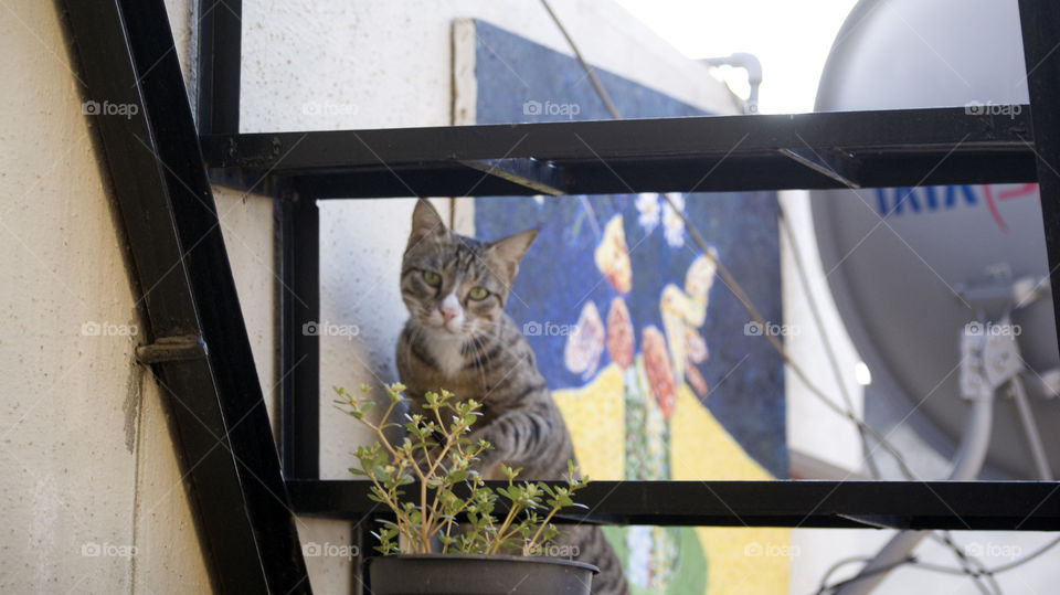 My cat and her everyday adventures in the complex.