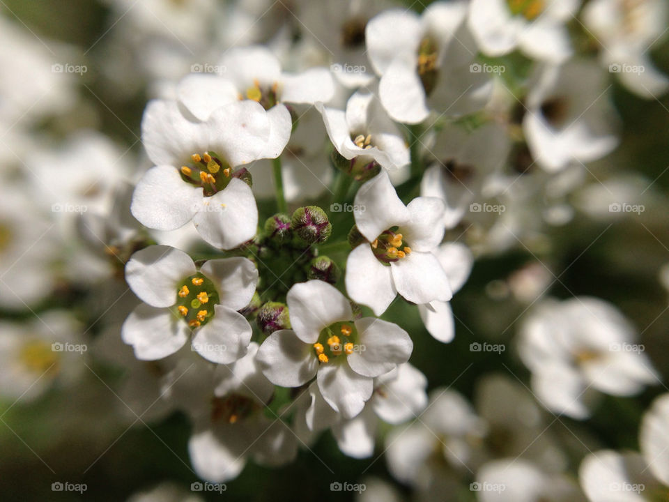 Very small budding white flowers taken with a macro lens.