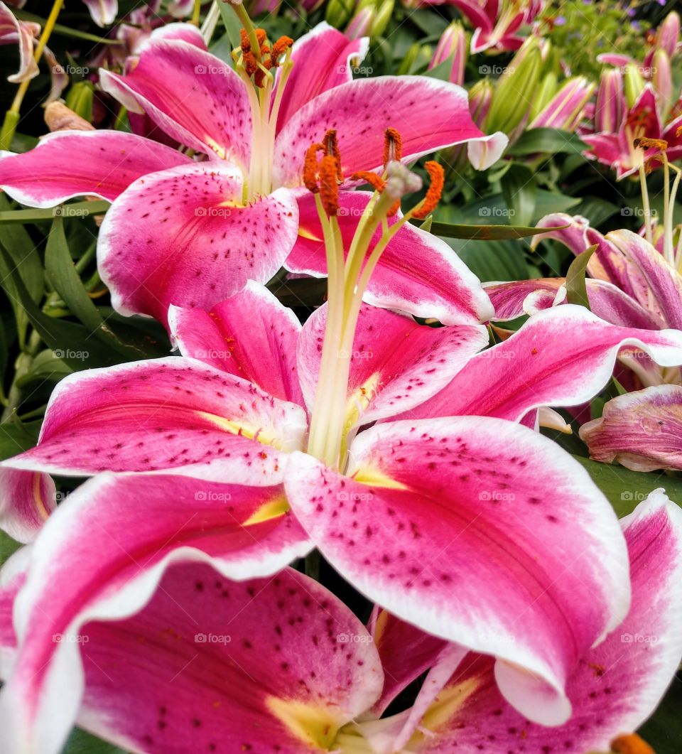 Pink Lilly
