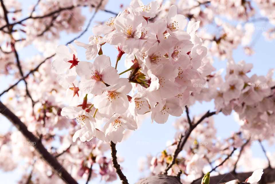 sakura