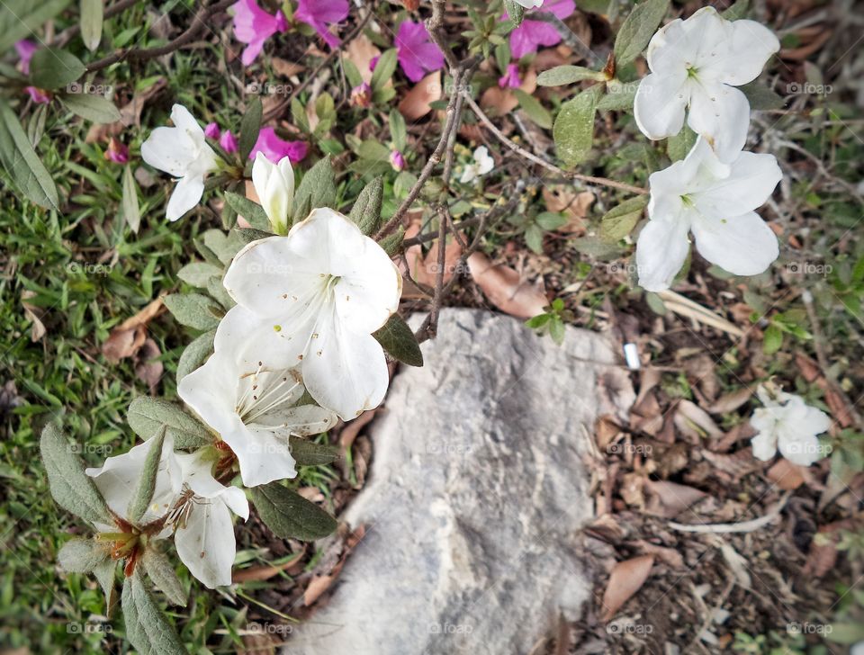 White Flowers at Garden