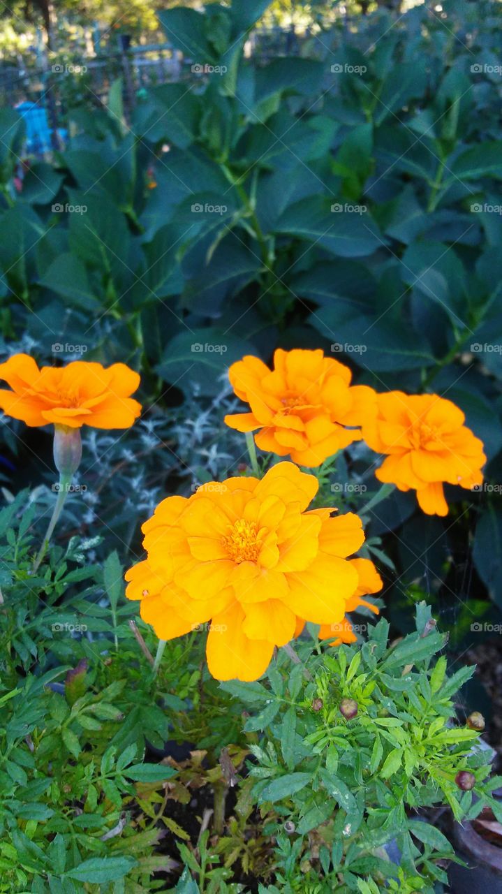 Flower, Garden, Flora, Nature, Leaf