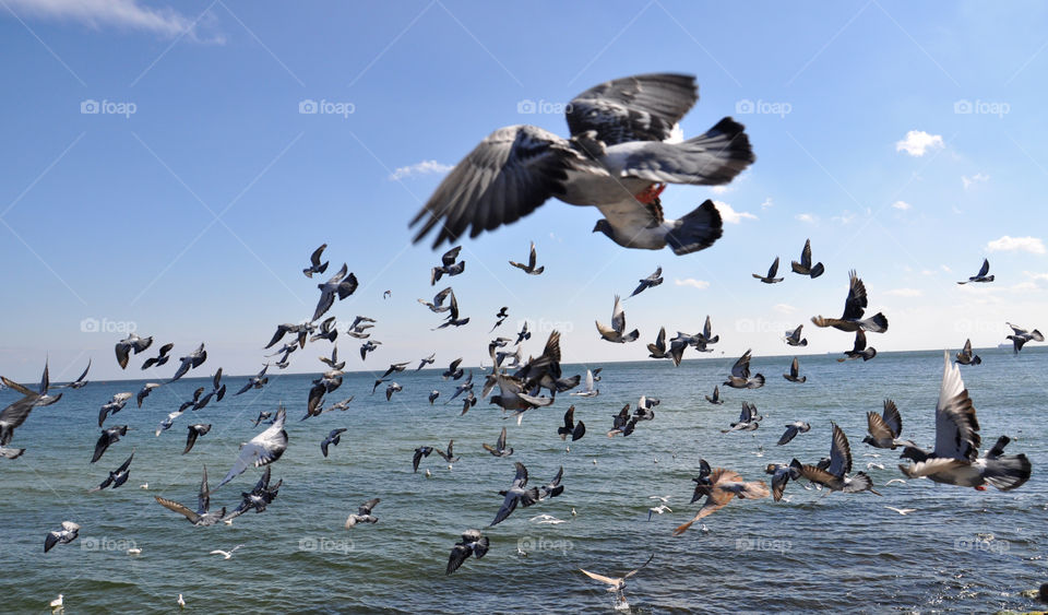 Doves over the Baltic Sea 