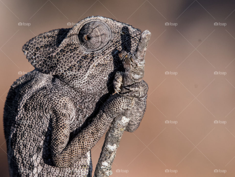 Common chameleon clings to a tree branch