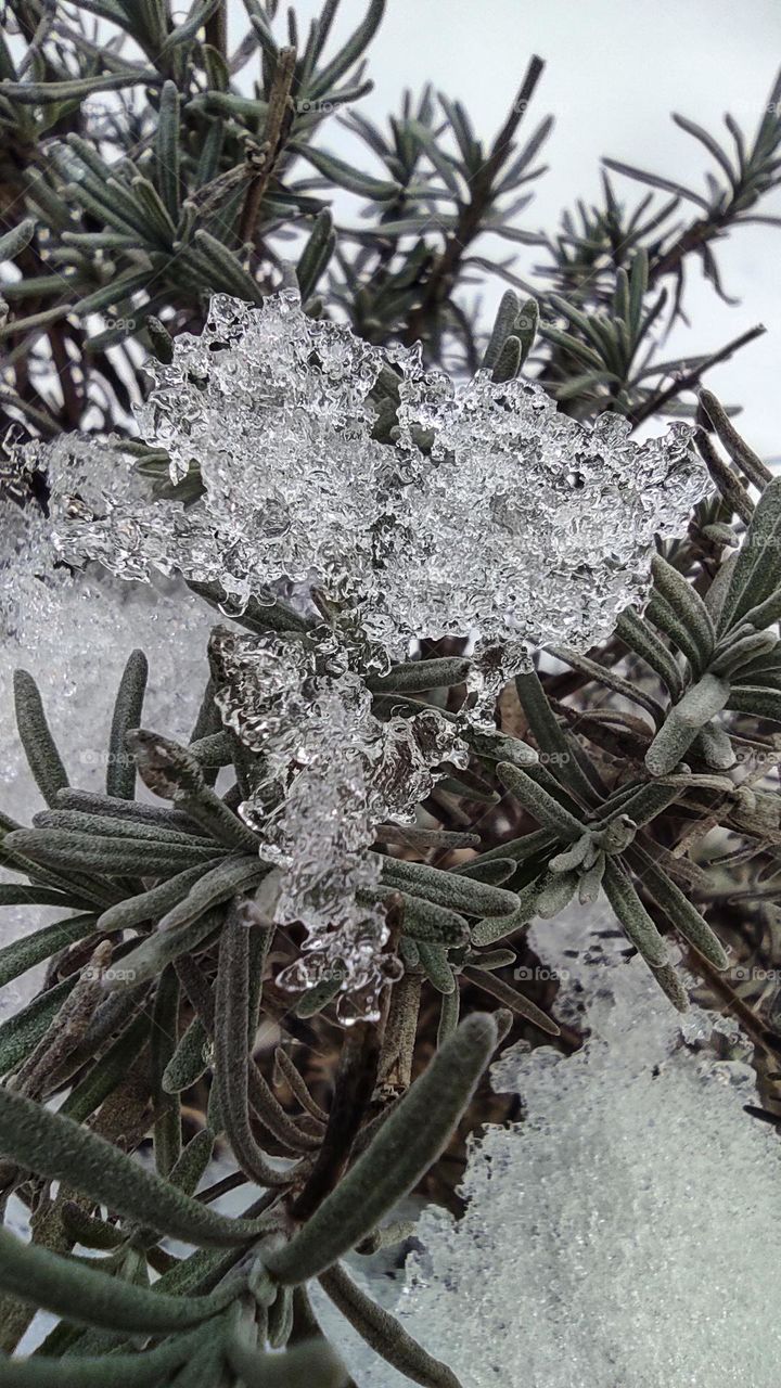 snowy lavender