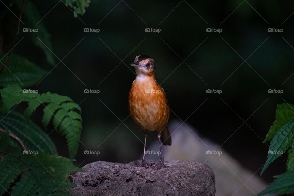 Javan black-capped babbler