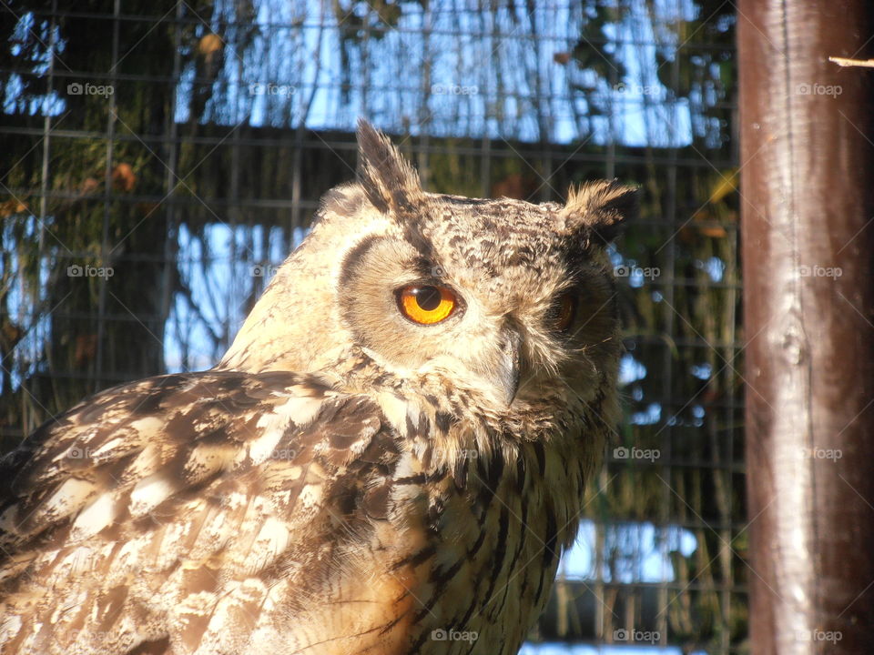 Brown Owl Up Close