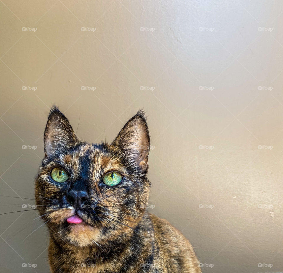 Tortoiseshell cat with her tongue out ready to pounce 