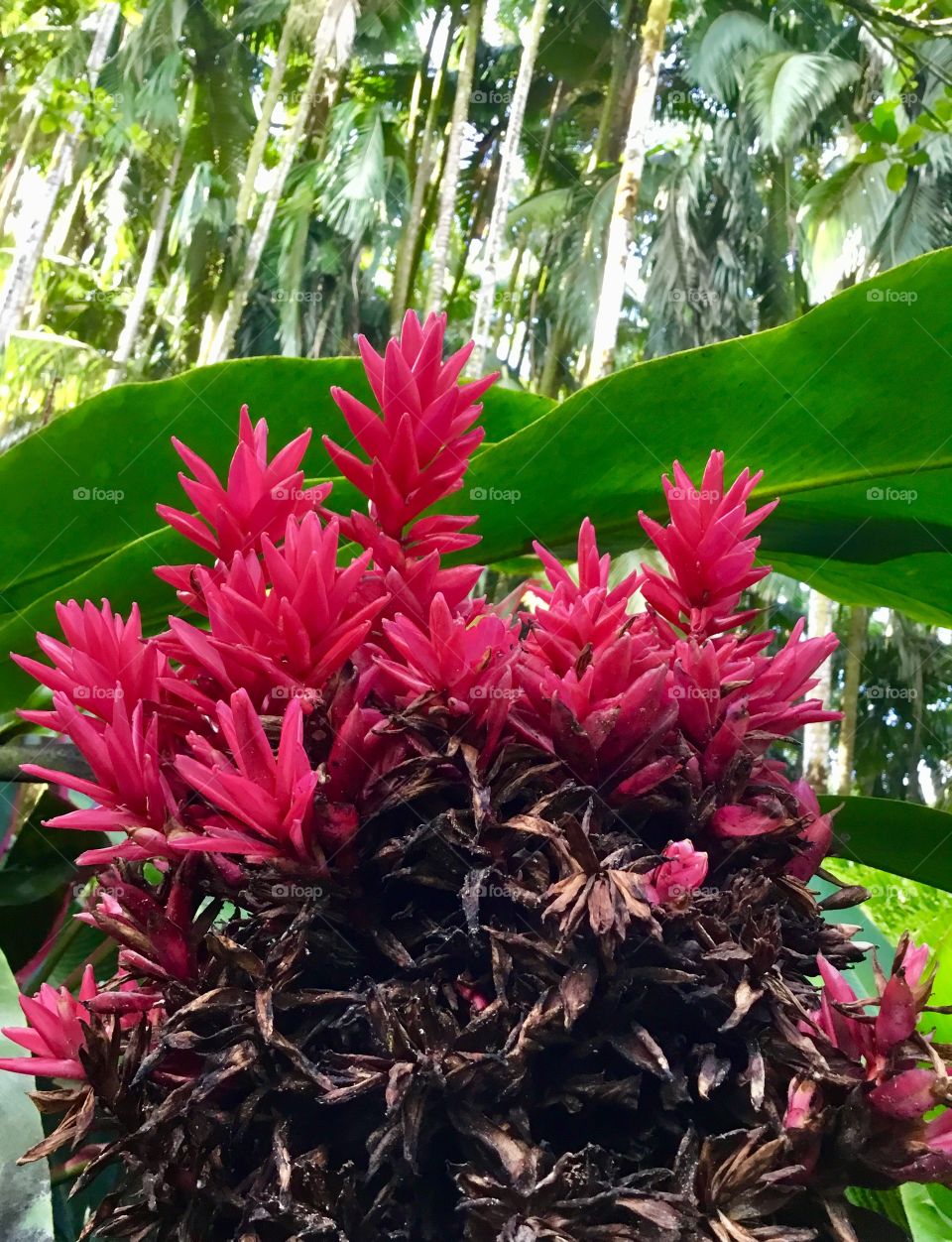 At Hawaii Tropical Botanical Garden