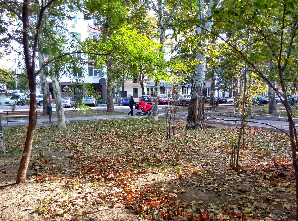 Tree, Leaf, Wood, Fall, Environment