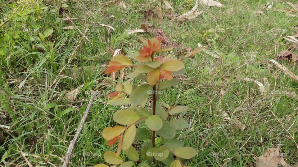 New plant with beautiful leaves in spring time.