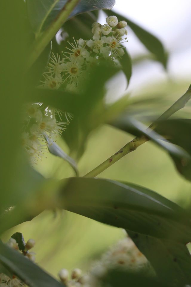 curious flowers