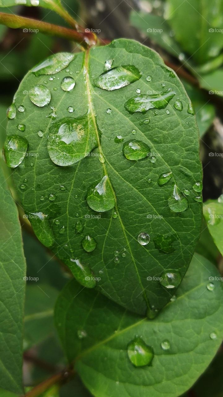 rain drops
